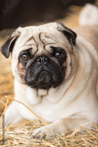 Mops Hund Buy This Stock Photo And Explore Similar Images At
