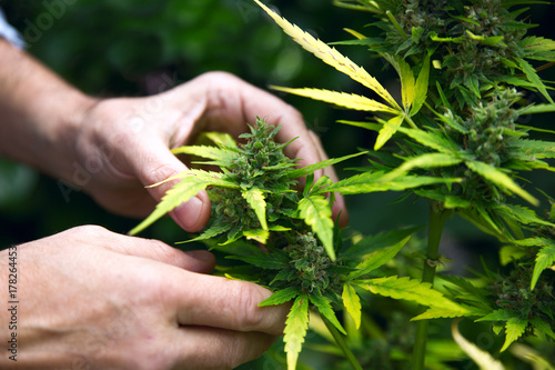 Plakat Zielony liść marihuana w ręce
