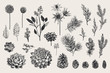Winter set. Evergreen, cone, succulents, flowers, leaves, berries. Botanical vector vintage illustration. Black and white