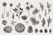 Winter Set. Evergreen, Cone, Succulents, Flowers, Leaves, Berries. Botanical Vector Vintage Illustration. Black And White