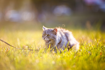 fluffy adult gray cat in green grass hissing and showing displeasure