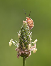 Tiny Stinkbug Macro On Tall Weed