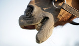Fototapeta  - konie detal - koński pysk w uprzęży 