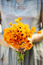 Woman Holding Calendula Flowers For Aromatherapy