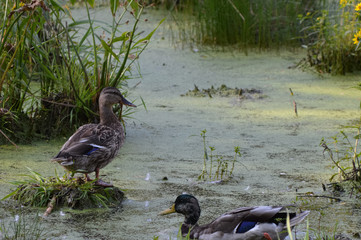 Wall Mural - Ducks in the water