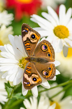 Buckeye Butterfly Junonia Coenia 2