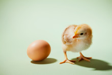 Chicks: Did The Chicken Or The Egg Come First?