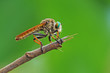  robber fly,Asilidae