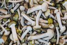 Close Up Of Honey Mushrooms