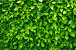 Green leave background. Evergreen shrub