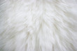 Texture of natural long-haired white fur.