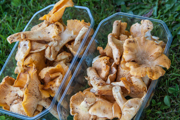 Champignons girolles, cantharellus cibarius, dans des boîtes plastique