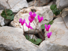 A Group Of Cyclamen Flowers Growing Between Limestones