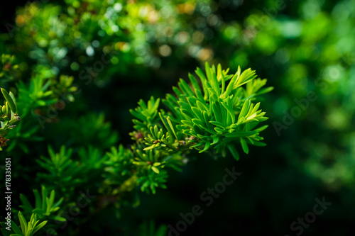 Zdjęcie XXL Taxus (cisowe drzewo) w ogrodzie. Selektywna ostrość. Niewielka głębokość pola.