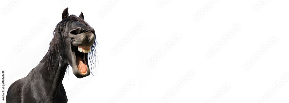 funny portrait of a black horse isolated on white background in panoramic size - obrazy, fototapety, plakaty 