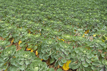 Canvas Print - brussel sprout cabbage field just before harvest 
in the netherlands