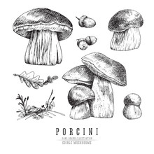 Cep Mushrooms Vector Sketch Set, Porcini Boletus With Forest Accessories: Moss, Plants, Oak Leaf.  Edible Mushroom Isolated Engraving On White Background.
