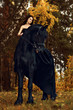 © Tatsiana - black rider Frisian stallion in autumn forest storm tenderly looks away with hooded eyes