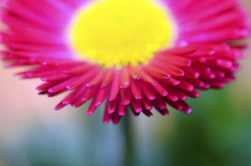Fotomurales - Macro of pink and yellow daisy flower