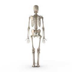 Wall Mural - Human Male Skeleton standing pose on white. Rear view. 3D illustration