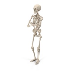 Wall Mural - medical accurate male skeleton standing pose on white. 3D illustration