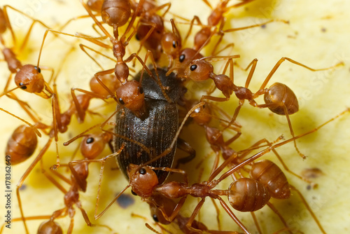 Plakat Makro- strzał mrówka