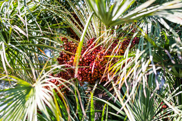 Canvas Print - date palm with large fruits