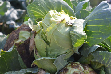 Cabbage in the garden