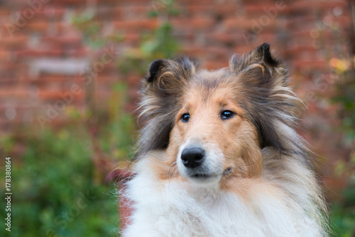 Beautiful Rough Collie Portrait Long Hair Buy This Stock Photo