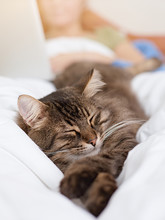 Cute Tabby Cat Seeping In Bed.