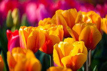 Colorful Tulips In Spring