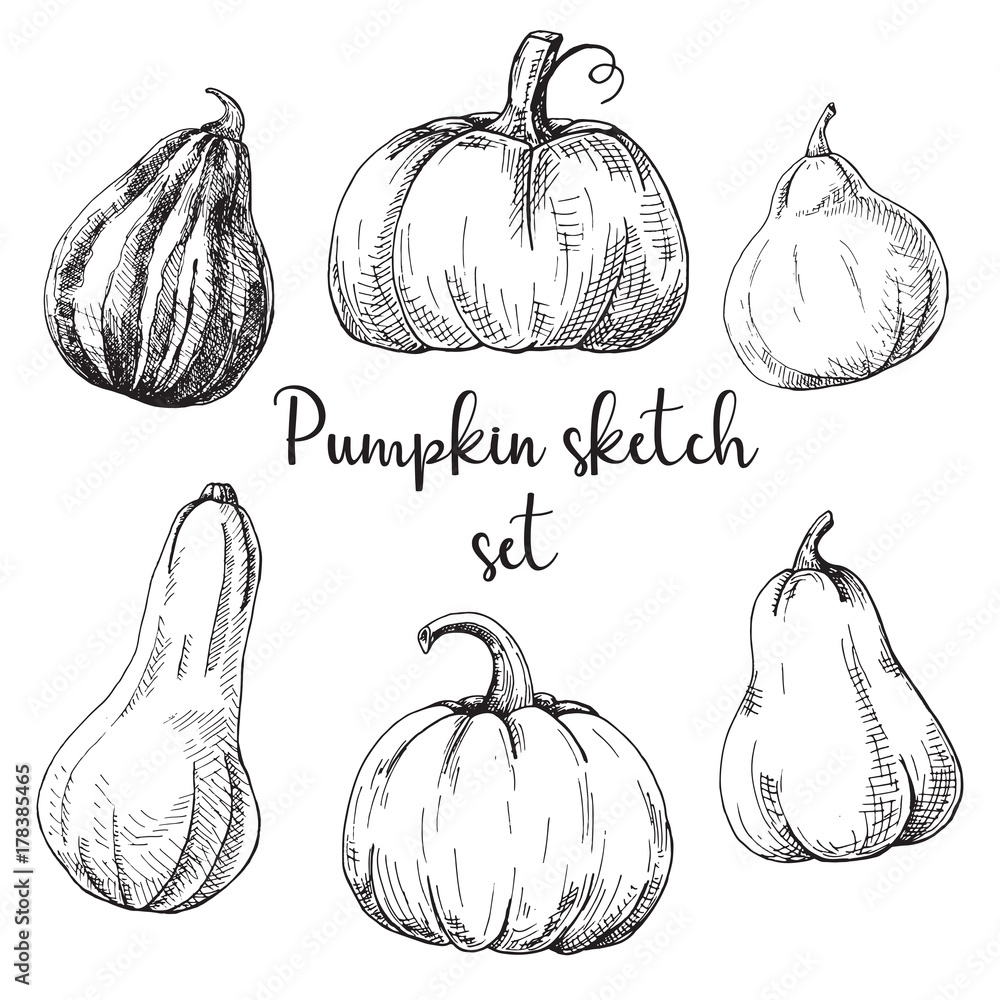 Hand drawn pumpkin set isolated on white background. Vector ...