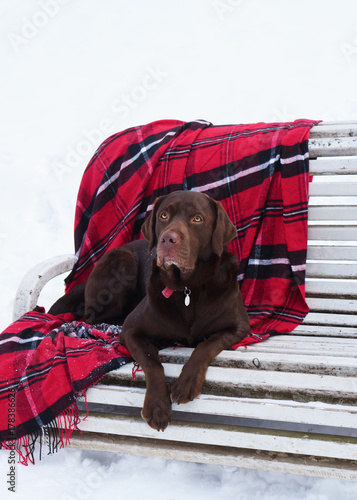 Purebreed Adorable Brown Labrador Retriever Dog Sitting On White