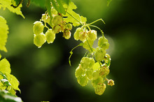 Hops Growing On Humulus Lupulus Plant. Common Hop Flowers Or Seed Cones And Green Foliage Backlit By The Sun. Poland. Selective Focus.