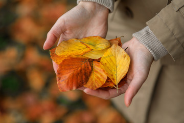 Autumn mood. Closeup of female hands holding colorful yellow and brown leaves with blurred background