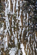 Tekstura kory drzewnej pod  śniegiem