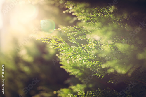 Fotografía Cypress close up in sunlight