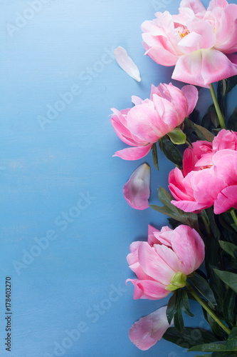 Fresh peony pink flowers border on blue background