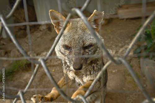 Fotografija  zorro costeño (Lycalopex sechurae) en cautiverio
