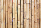 Fototapeta Dziecięca - Golden bamboo fence background.
