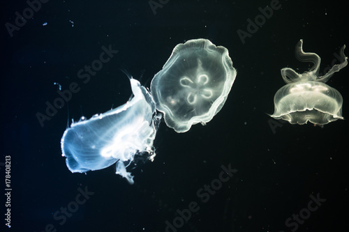 Plakat Translucent meduzy w ciemnej wodzie.