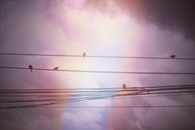 Retro Effect  Of  Bird  Perching On Electric Wire
