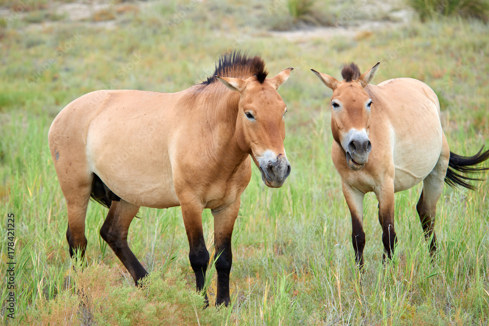 Przewalski Horses In The Altyn Emel National Park In Kazakhstan The przewalski-horses-in-the-altyn-emel-national-park-in-kazakhstan-the