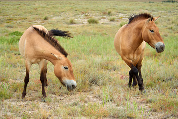 Przewalski horses in the Altyn Emel National Park in Kazakhstan.  The Przewalski's horse or Dzungarian horse, is a rare and endangered subspecies of wild horse native to the steppes of central Asia. T