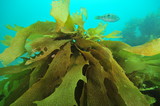 Detail of frond of brown stalked kelp Ecklonia radiata of southern temperate Pacific ocean.