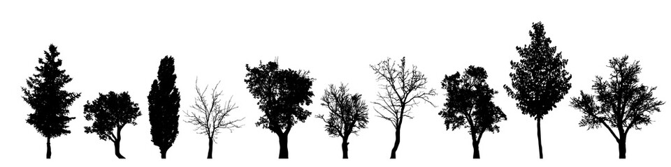 vector silhouette of tree on white background.