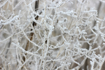  covered with frost the branches of the plants in the morning mist