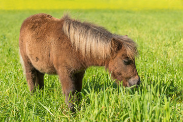 Wall Mural - Shetlandpony