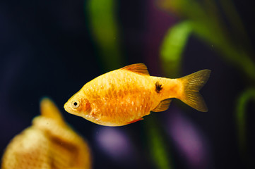 Wall Mural - The barbus floats in the home aquarium close up. Beautiful aquarium goldfish.