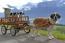 Saint Bernard Dog With Three Puppies In Cart, Standing On Country Road, Switzerland